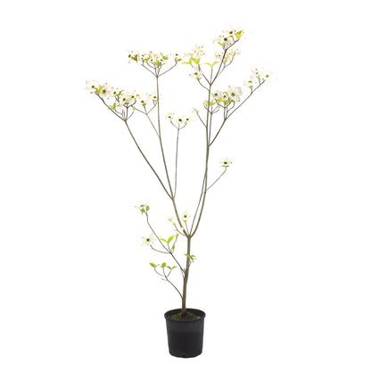 Cornus florida cv. "alba" - dogwood with white flowers (Pot 18 cm)