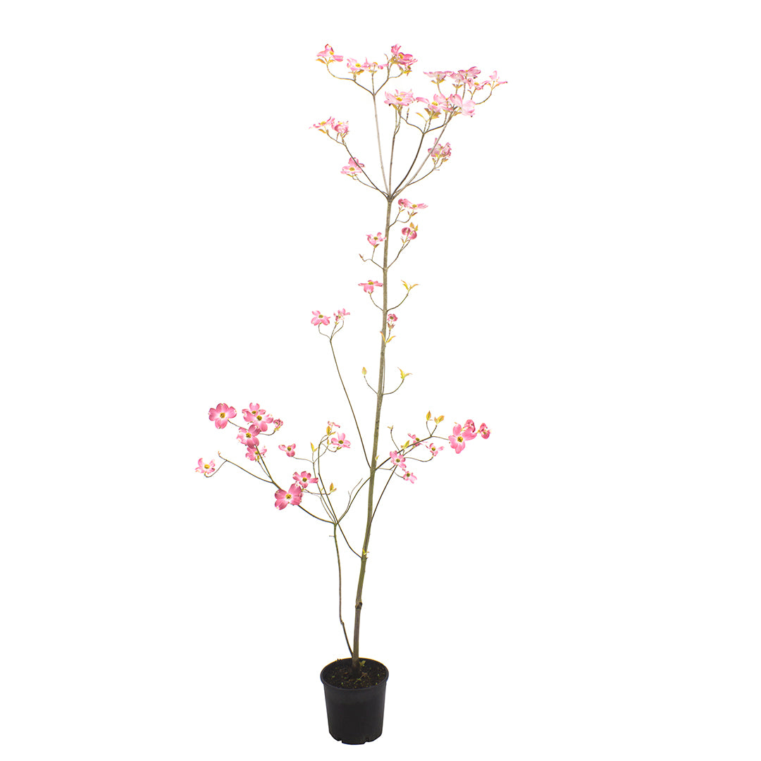 Cornus florida cv. "rubra" - corniolo da fiore (Vaso 18 cm)