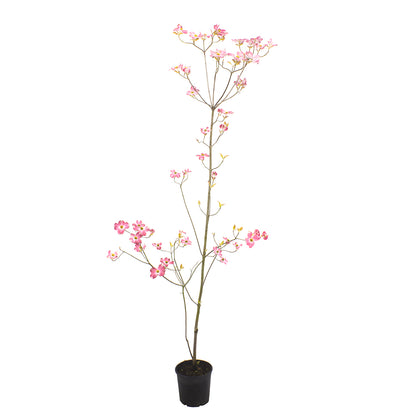 Cornus florida cv. "rubra" - corniolo da fiore (Vaso 18 cm)