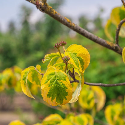 Cornus florida cv. "Rainbow" - corniolo da fiore variegato (Vaso 20 cm)