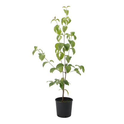 cornus-florida-cv-rubra-flowering-dogwood-18-cm-pot