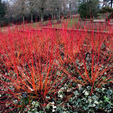 Cornus sanguinea - sanguinello (Vaso 18 cm)