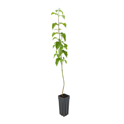 Cornus sanguinea - dogwood (Square vase 9x9x20 cm)