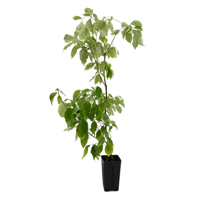 Cornus florida - corniolo da fiore (Vaso quadro 12x12x20 cm)