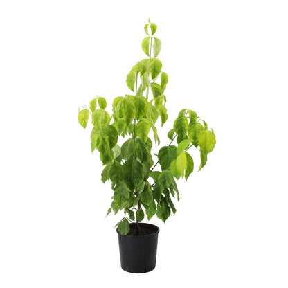 Cornus florida cv. "Rainbow" - corniolo da fiore variegato (Vaso 20 cm)