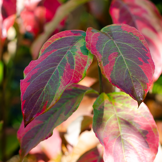Cornus florida cv. "Rainbow" - corniolo da fiore variegato (Vaso 20 cm)