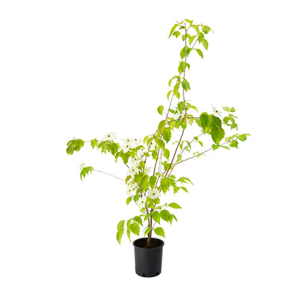 Cornus kousa - corniolo del Giappone (fiore rosso) (Vaso 18 cm)