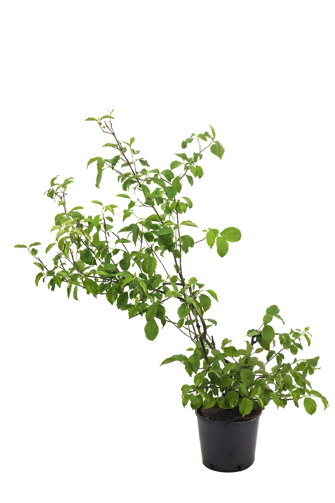 Cornus sanguinea - sanguinello (Vaso 18 cm)