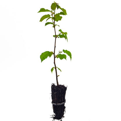 Set 40 alveoli "Frutta fresca, frutta secca"