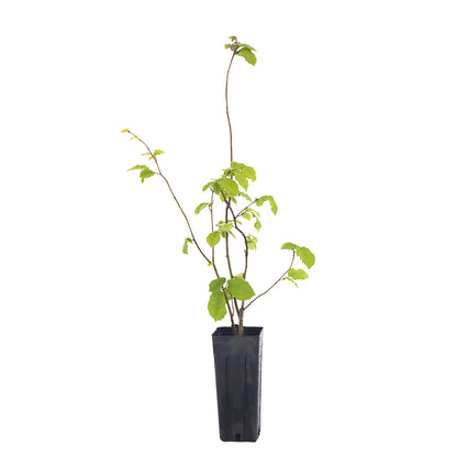 Corylus avellana - hazelnut (Square vase 9x9x20 cm)