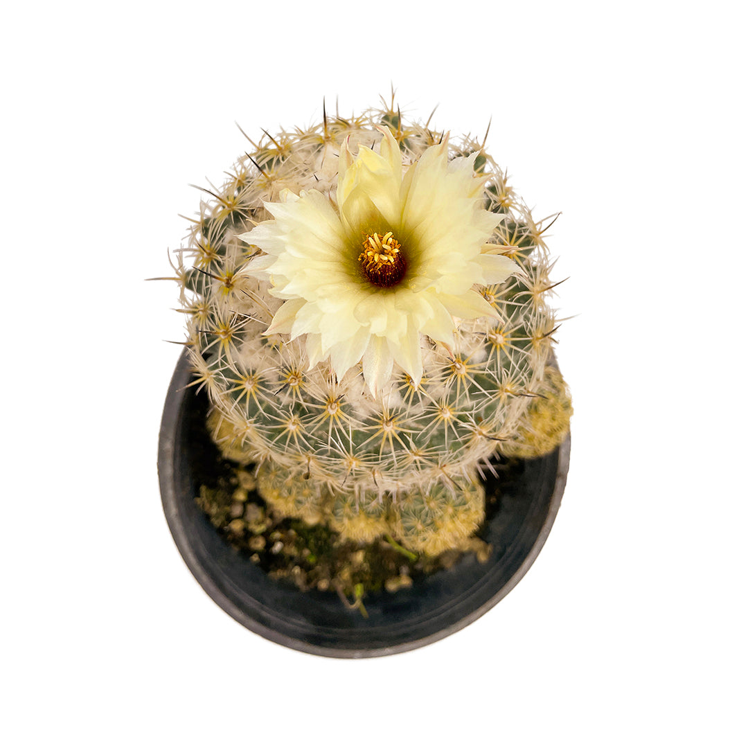 Coryphantha gladiispina - coryphantha (Pot 18 cm)