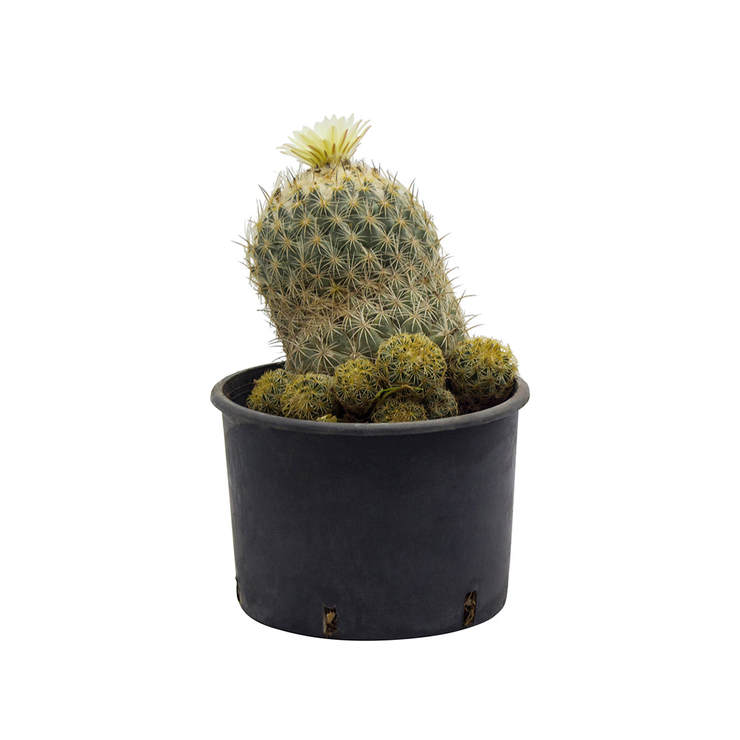 Coryphantha gladiispina - coryphantha (Pot 18 cm)