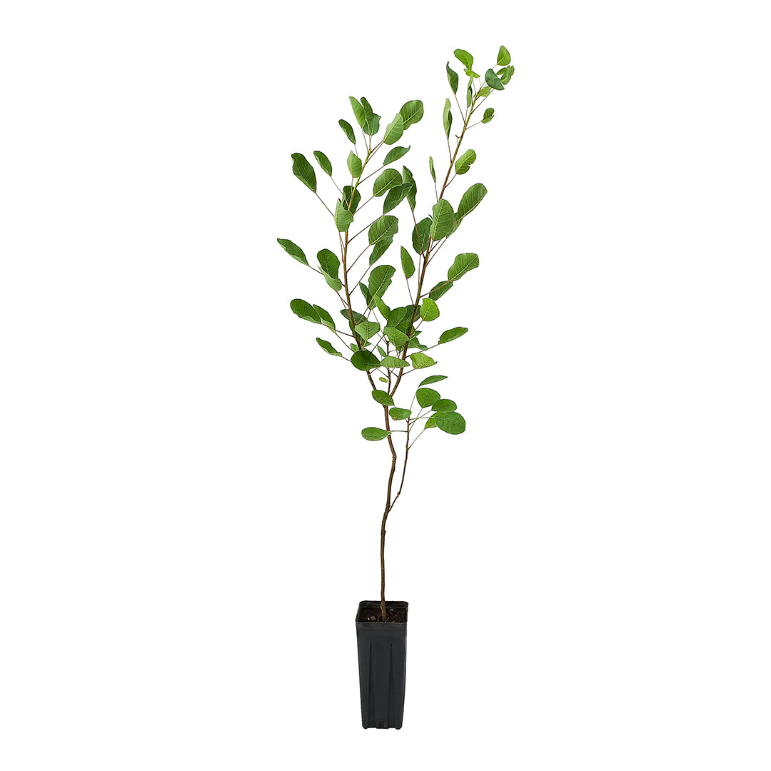 Cotinus coggygria - fog tree (Square vase 9x9x20 cm)