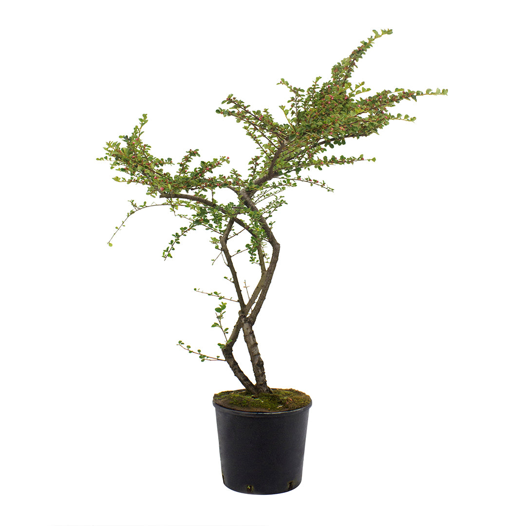 Cotoneaster horizontalis - cotognastro tappezzante (Vaso 18 cm)