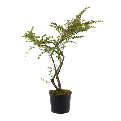 Cotoneaster horizontalis - cotognastro tappezzante (Vaso 18 cm)