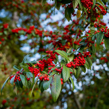 Cotoneaster franchetii - cotognastro di Franchet (Alveolo forestale)