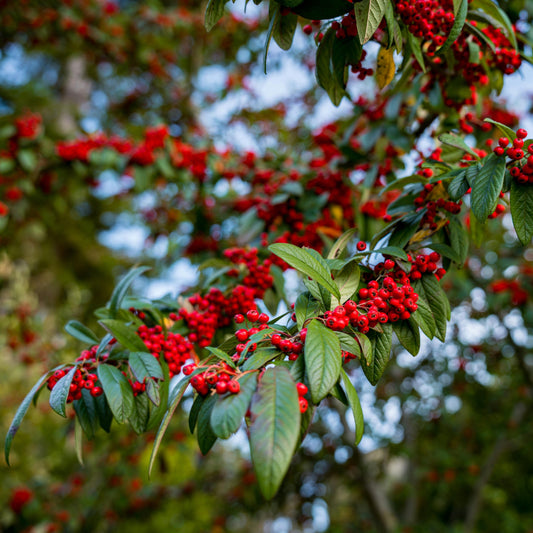 Cotoneaster franchetii - cotognastro di Franchet (Alveolo forestale)