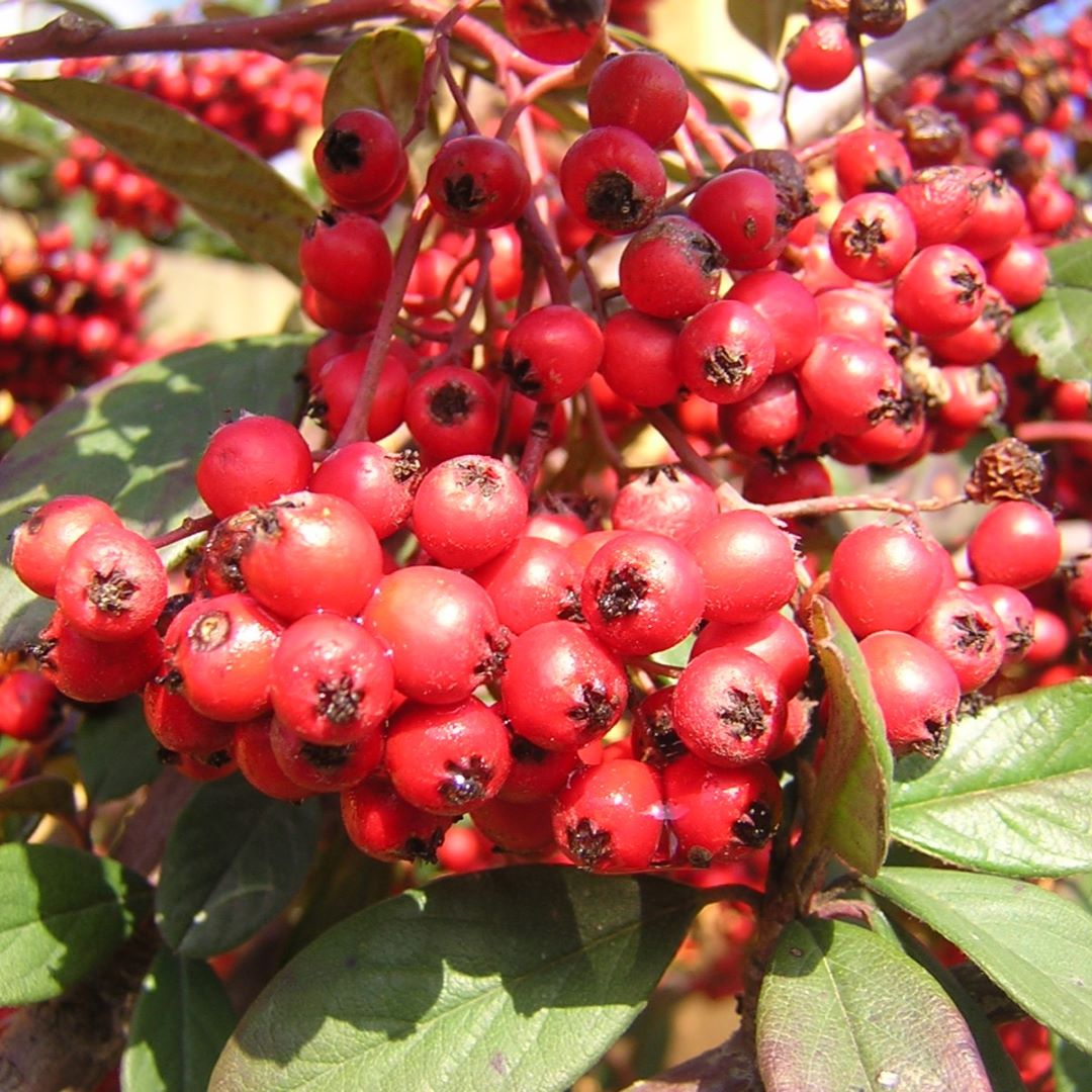Cotoneaster lacteus - milky quince (Forest honeycomb)
