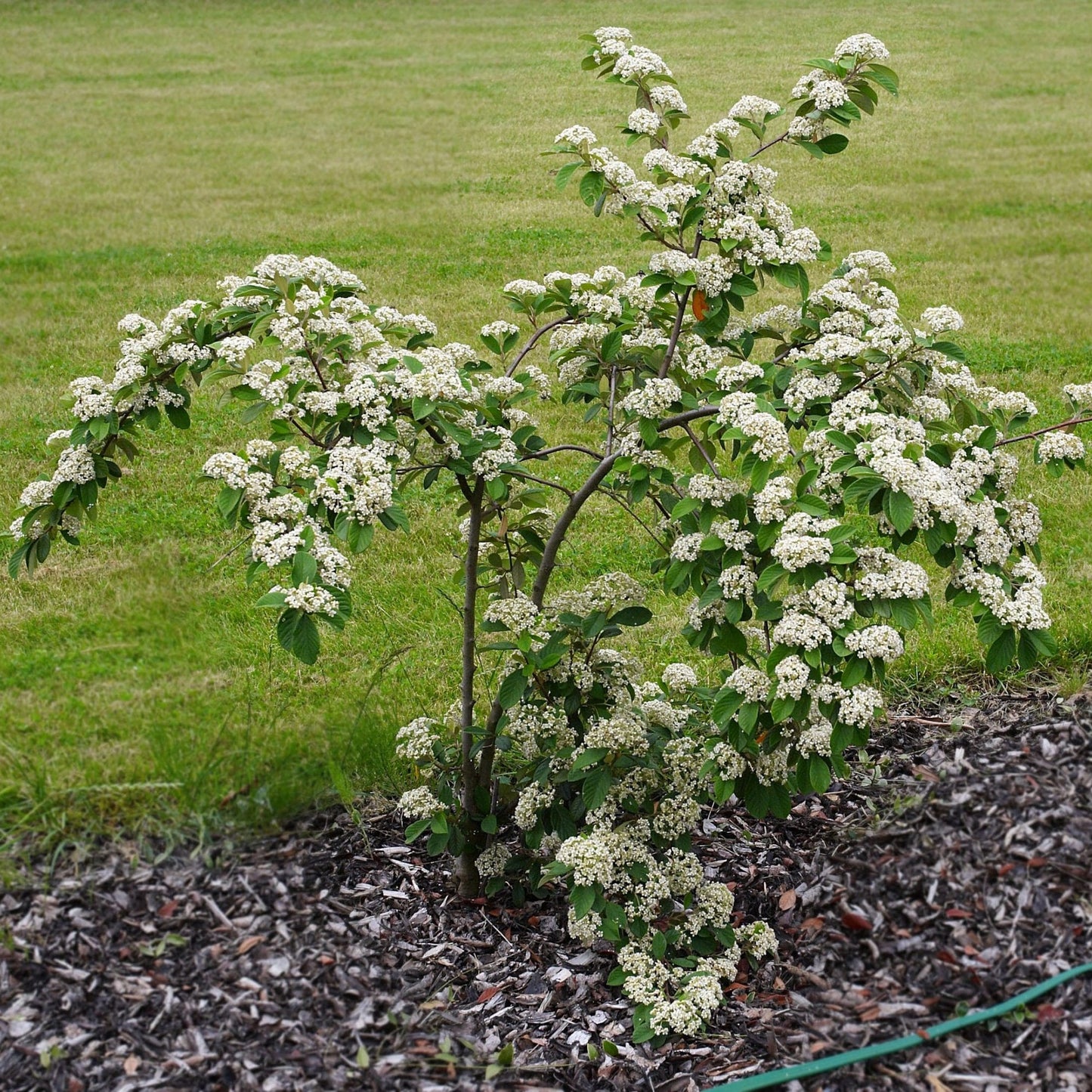 Cotoneaster lacteus - cotognastro latteo (10 piante a radice nuda)