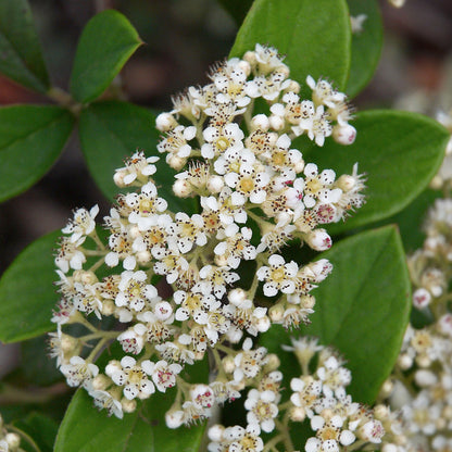 Cotoneaster lacteus - cotognastro latteo (10 piante a radice nuda)