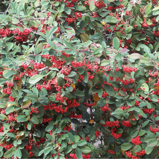 Cotoneaster lacteus - cotognastro latteo (10 piante a radice nuda)