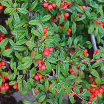 Cotoneaster salicifolius cv "repens"- cotognastro strisciante (10 piante a radice nuda)