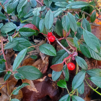 Cotoneaster salicifolius cv "repens"- cotognastro strisciante (10 piante a radice nuda)