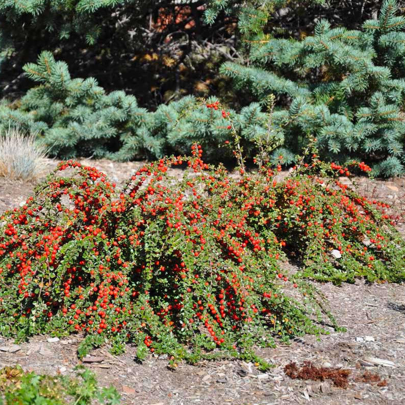 Cotoneaster salicifolius cv "repens"- cotognastro strisciante (10 piante a radice nuda)