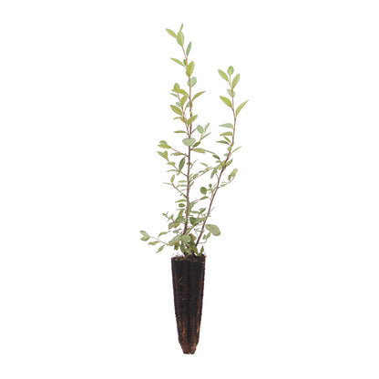 Cotoneaster franchetii - cotognastro di Franchet (Alveolo forestale)