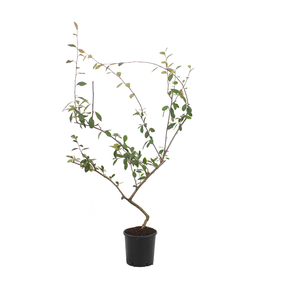 Cotoneaster lacteus - cotognastro latteo (Vaso 18 cm)