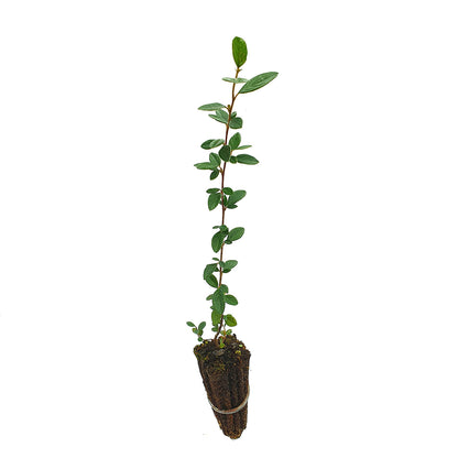 Cotoneaster lacteus - milky quince (Offer 40 forest cells)