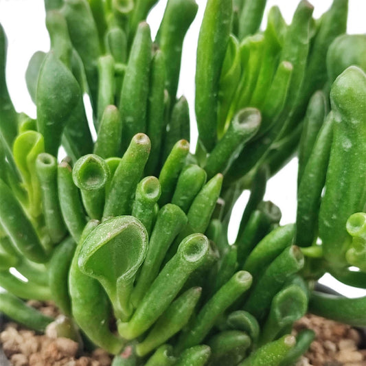 Crassula ovata cv. "Gollum" - Orecchio di Shrek (Vaso quadro 7x7x8 cm)