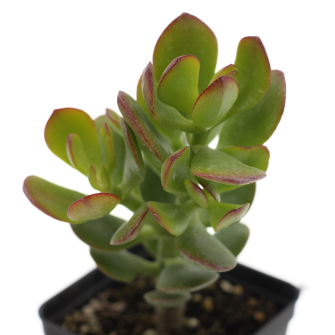 Crassula ovata cv. Minor - albero di Giada nano (Vaso quadro 7x7x8 cm)