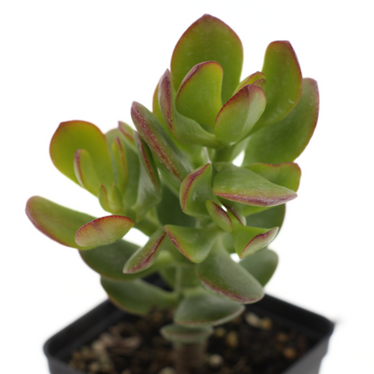 Crassula ovata cv. Minor - albero di Giada nano (Vaso quadro 7x7x8 cm)