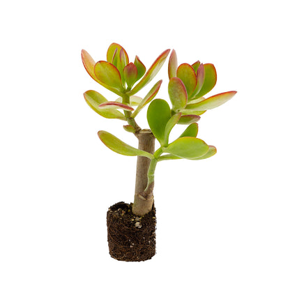 Crassula portulacea (syn. C. ovata) - Jade tree (Plant in tray) set of 2 plants