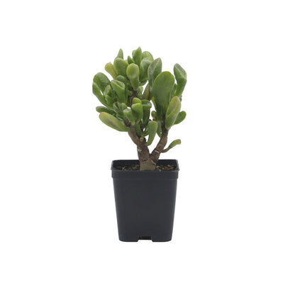 Crassula ovata cv. "Gollum" - Orecchio di Shrek (Vaso quadro 7x7x8 cm)