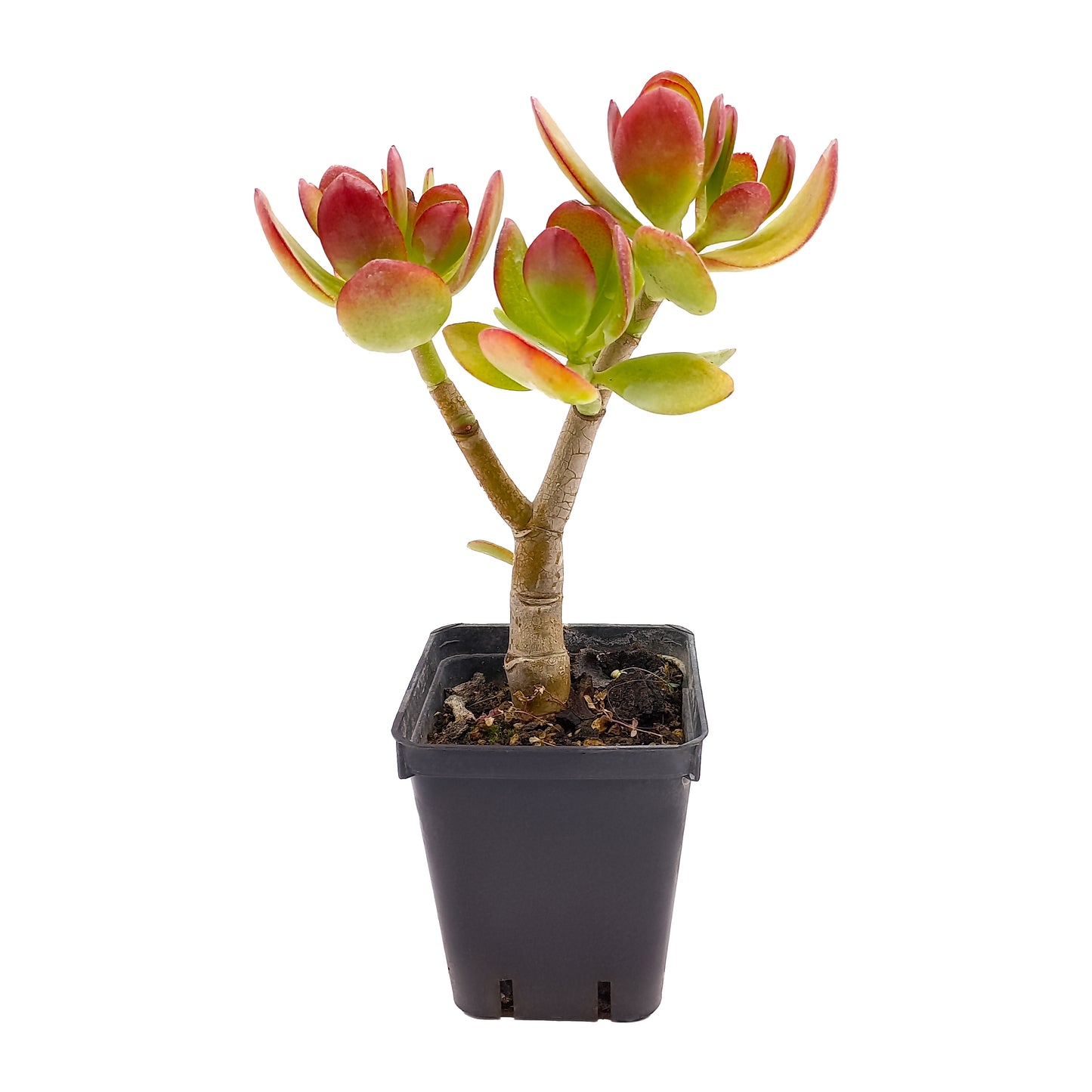 Crassula ovata - albero di Giada (Vaso quadro 7x7x8 cm)