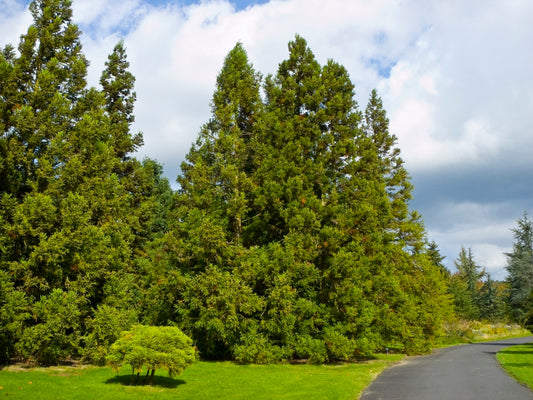 Cryptomeria japonica - cedro giapponese (Vaso quadro 12x12x20 cm)