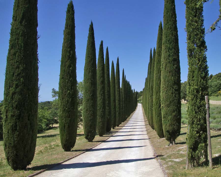 Cupressus sempervirens var. stricta - male cypress, Tuscan cypress (18 cm pot)