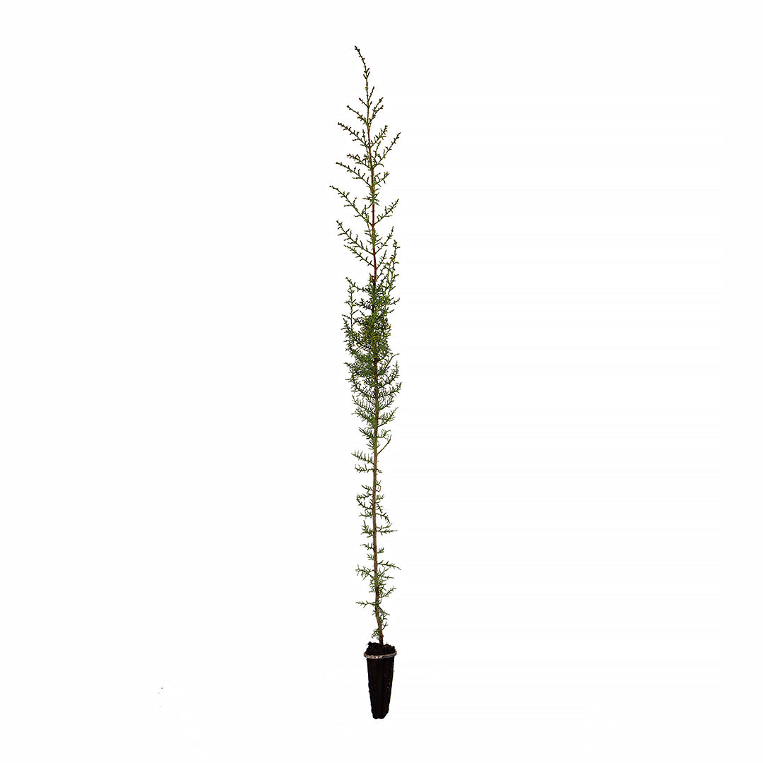 Cupressus sempervirens var. horizontalis - female cypress (Forestry alveolus)