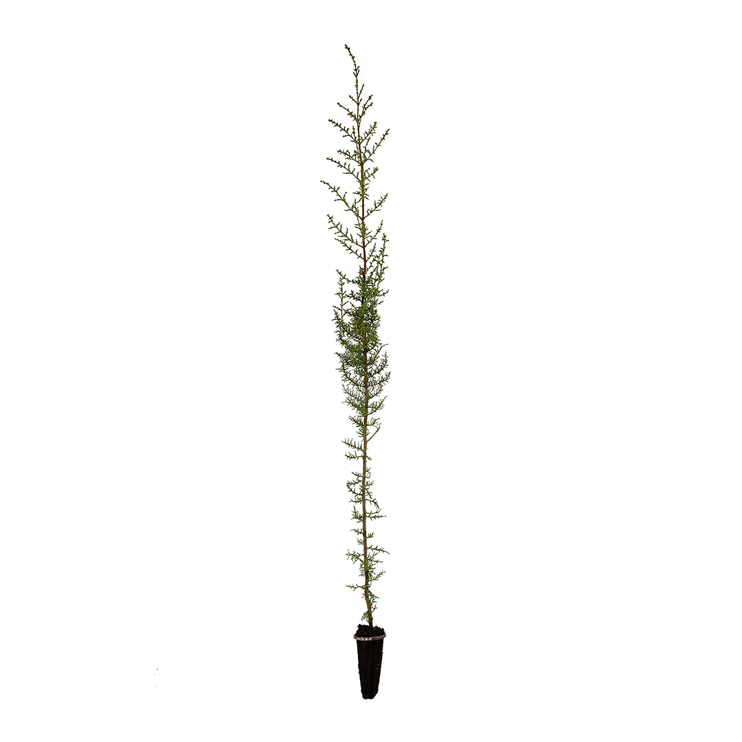 40x Cupressus sempervirens var. horizontalis - female cypress (Offer 40 Forest Alveoli)