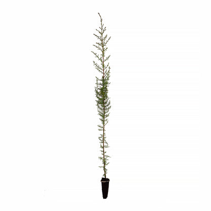 40x Cupressus sempervirens var. horizontalis - female cypress (Offer 40 Forest Alveoli)