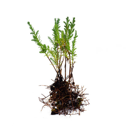 Cupressus sempervirens var. stricta - male cypress, Tuscan cypress (10 bare root plants)