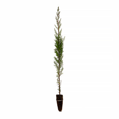 Cupressus sempervirens var. stricta - male cypress, Tuscan cypress (forest alveolus)