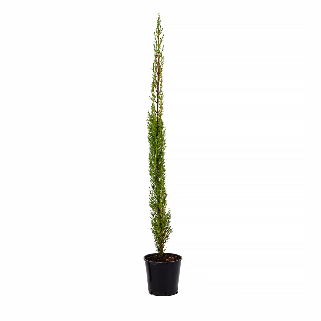 Cupressus sempervirens var. stricta - male cypress, Tuscan cypress (18 cm pot)