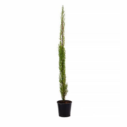 Cupressus sempervirens var. stricta - cipresso maschio, cipresso toscano (Vaso 18 cm)