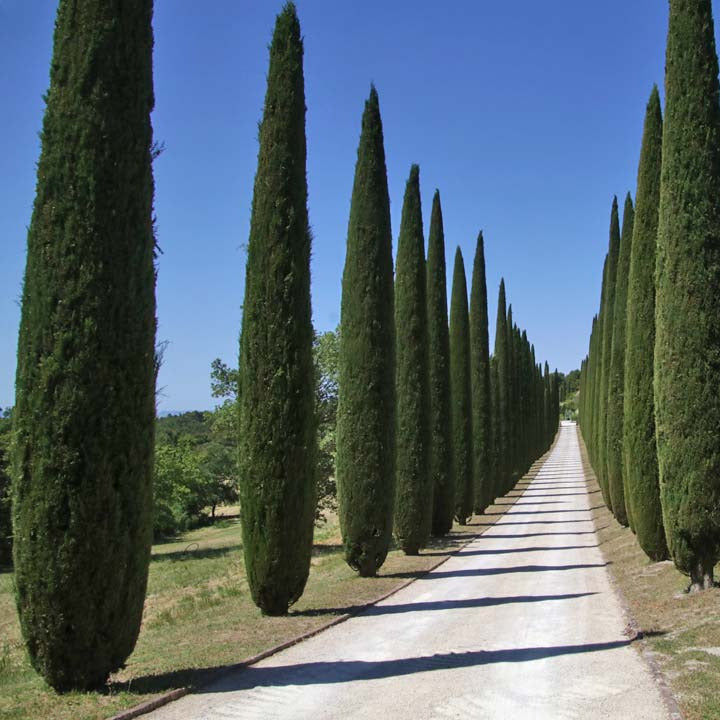 Cupressus sempervirens var. stricta - cipresso toscano (10 piante a radice nuda)