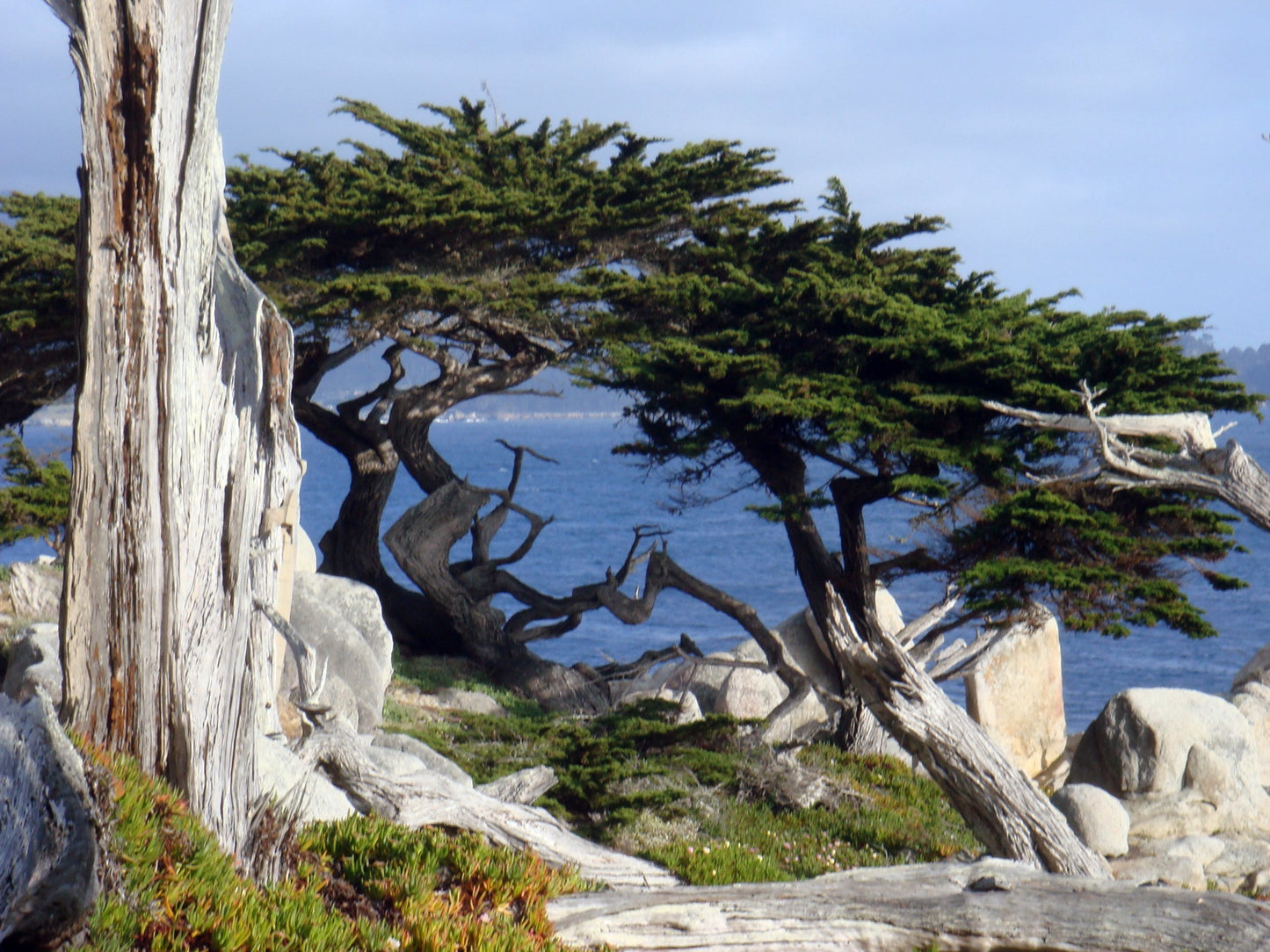 Cupressus macrocarpa - Monterey cypress, lemon cypress (Forestry alveolus)