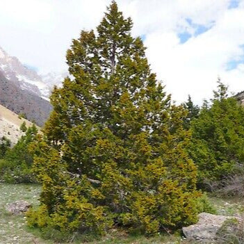 Cupressus sempervirens var. horizontalis - cipresso femmina (10 piante a radice nuda)