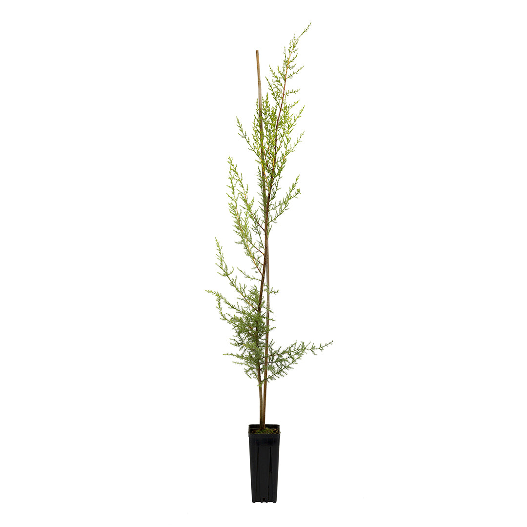 Cupressus macrocarpa - cipresso di Monterey, cipresso limonato (Vaso quadro 9x9x20 cm)